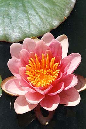 Fleur flottante