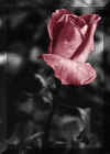 Une rose infl�trissable