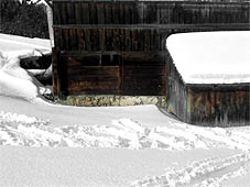Robin en neige